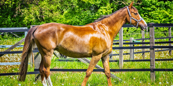 Reiten am Gardasee - ein schönes Naturerlebnis