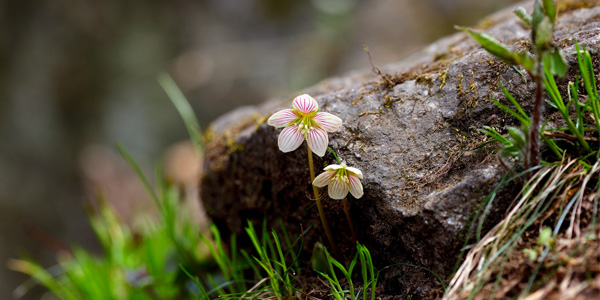 Der Berg Caplone: Wanderung und Info